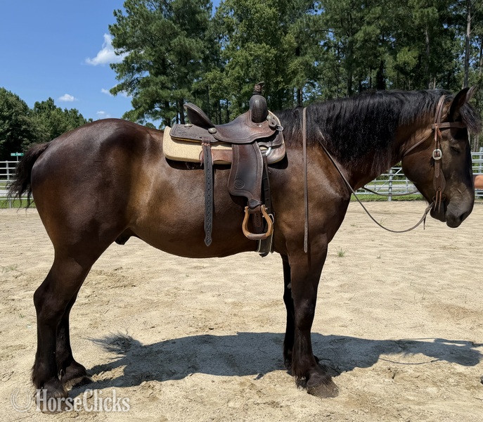 North Carolina "Thunder " Black Gelding Percheron