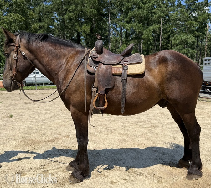 "Thunder " Black Gelding Percheron - Percheron in North Carolina