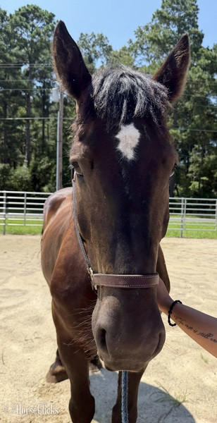 "Thunder " Black Gelding Percheron - Percheron