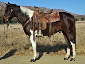 "DR WOOD" Bay Gelding Paint