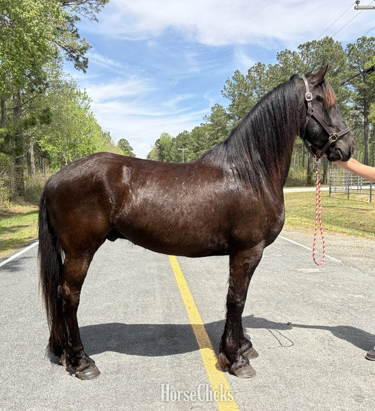 "Friesian" Black Gelding Friesian in North Carolina