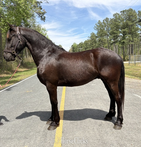 "Friesian" Black Gelding Friesian