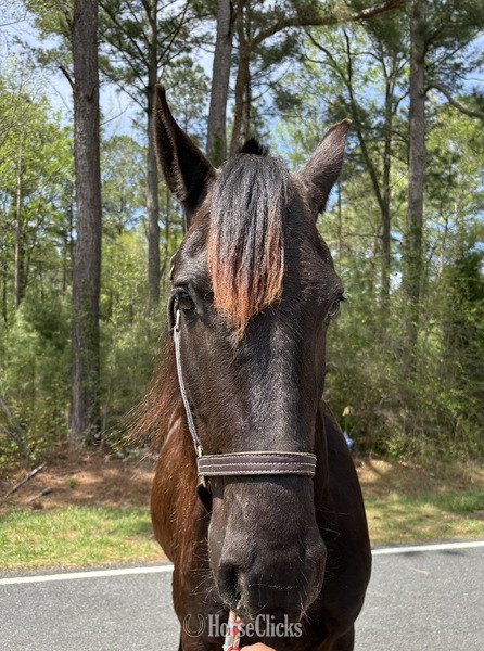 North Carolina "Friesian" Black Gelding Friesian