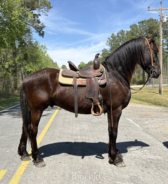 "Friesian" Black Gelding Friesian - Friesian in North Carolina