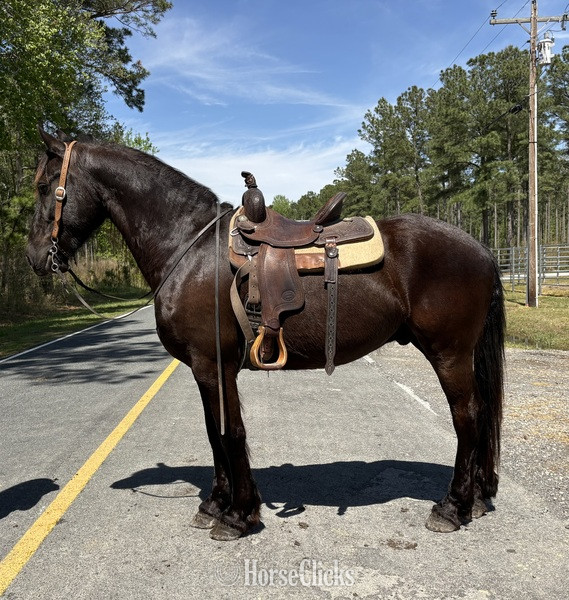 "Friesian" Black Gelding Friesian - Friesian