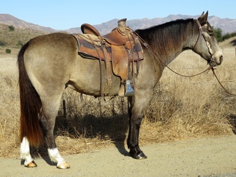 "RUNAWAY FOX" Buckskin Gelding Quarter Horse