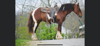 "MAXIMUS A.K.A MAX" Sorrel Gelding Gypsy Vanner