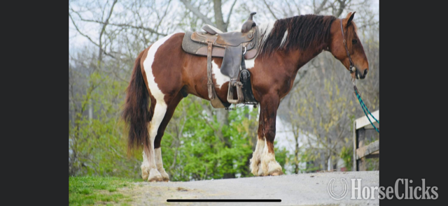 "MAXIMUS A.K.A MAX" Sorrel Gelding Gypsy Vanner in California