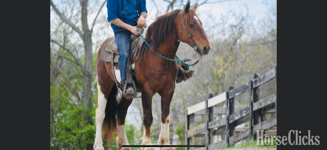"MAXIMUS A.K.A MAX" Sorrel Gelding Gypsy Vanner