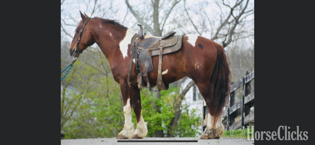 California "MAXIMUS A.K.A MAX" Sorrel Gelding Gypsy Vanner