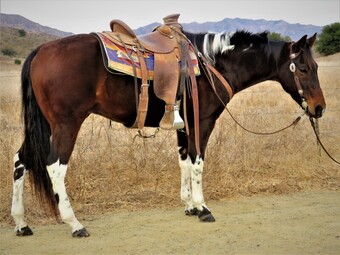 "BB COLORED JALAPENA" Bay Gelding Paint