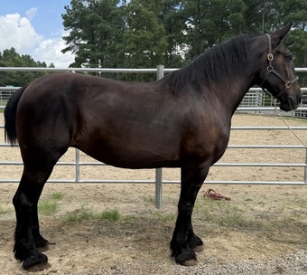 "Mare" Black Mare Percheron
