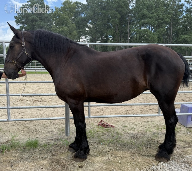 "Mare" Black Mare Percheron