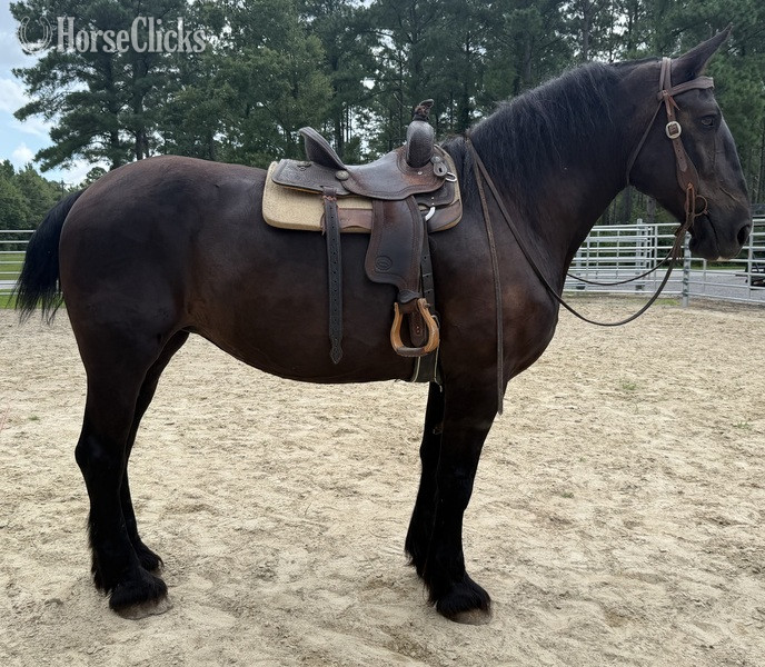 North Carolina "Mare" Black Mare Percheron