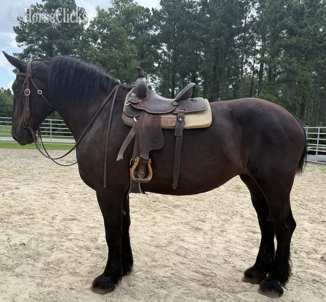 "Mare" Black Mare Percheron - Percheron in North Carolina