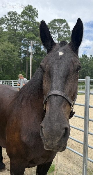 "Mare" Black Mare Percheron - Percheron