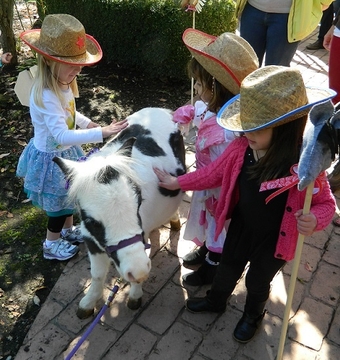 "Call or text us at **941-548-MINI** " Pinto Mare American Miniature