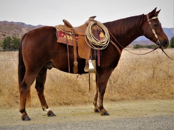 "LACYS MR COLONEL" Chestnut Gelding Quarter Horse