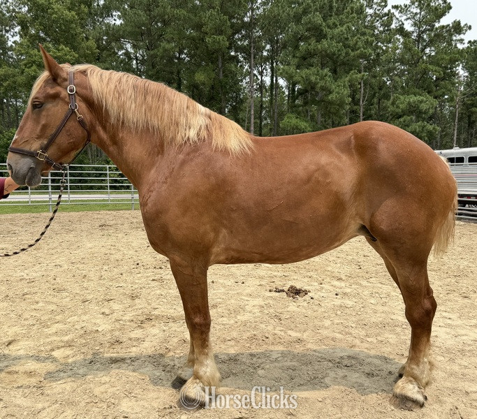 "Belgian" Sorrel Mare Belgian
