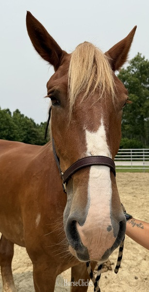 North Carolina "Belgian" Sorrel Mare Belgian