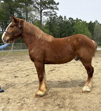 "Belgian" Sorrel Gelding Belgian