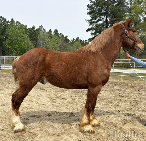 "Belgian" Sorrel Gelding Belgian