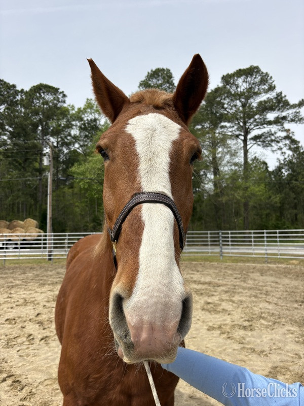 North Carolina "Belgian" Sorrel Gelding Belgian
