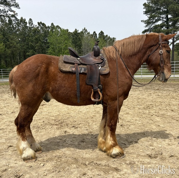 "Belgian" Sorrel Gelding Belgian - Belgian in North Carolina