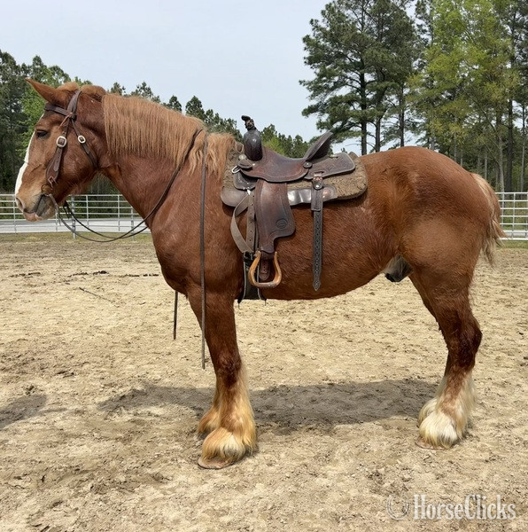 "Belgian" Sorrel Gelding Belgian - Belgian