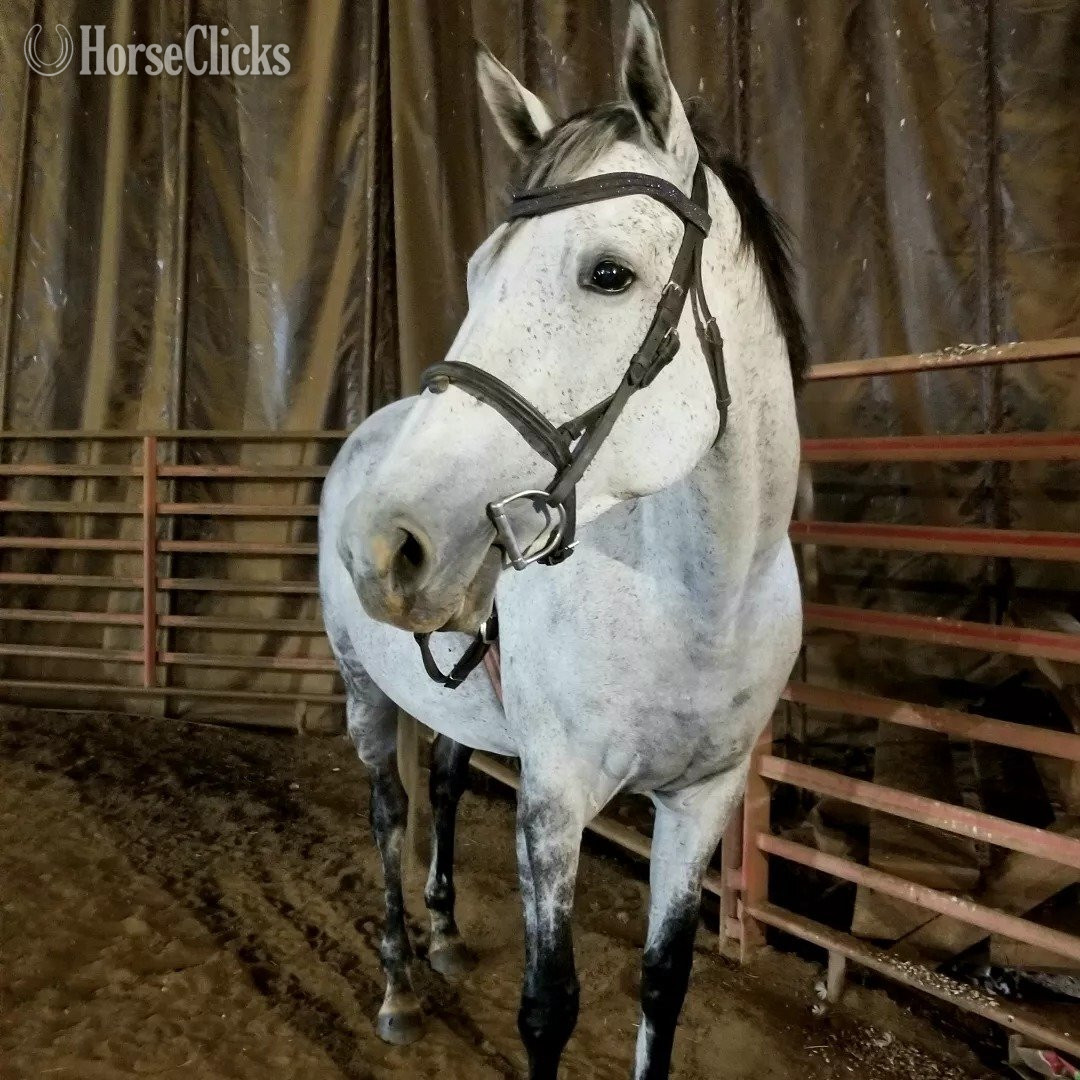 Grey 16.1hh Mare for Lease in North Carolina