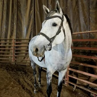 Grey 16.1hh Mare for Lease