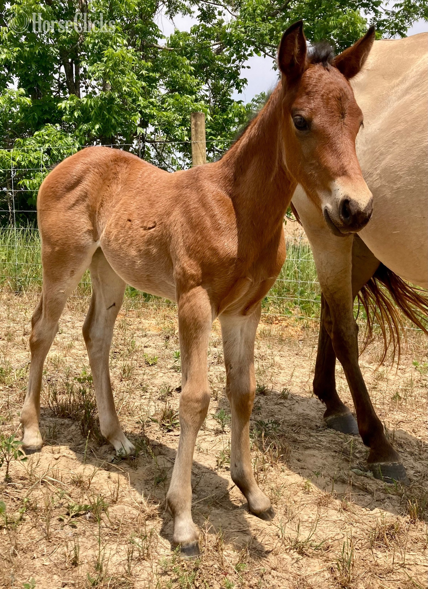 "Filly" Bay Filly Quarter Horse in Alabama