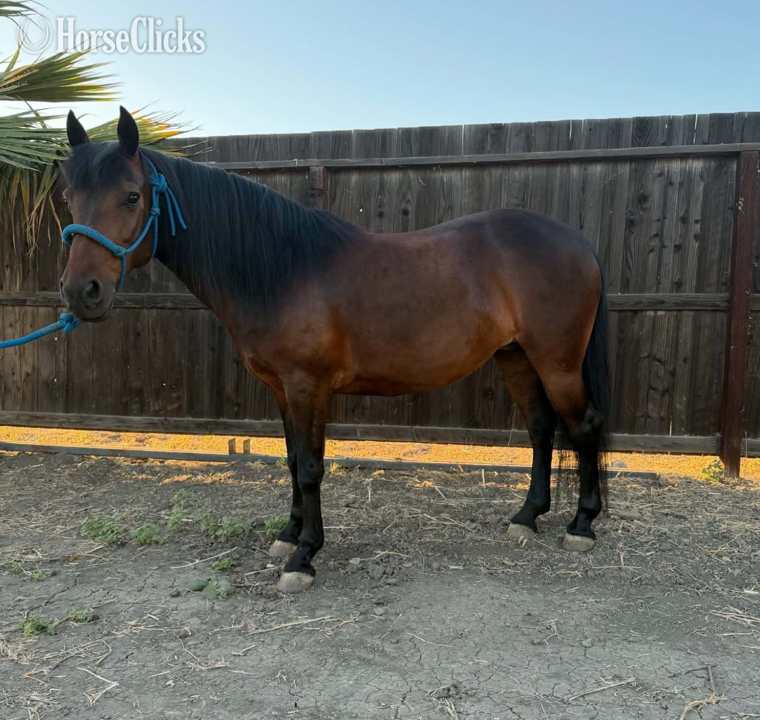 "LUNA" Bay Mare Pony in California