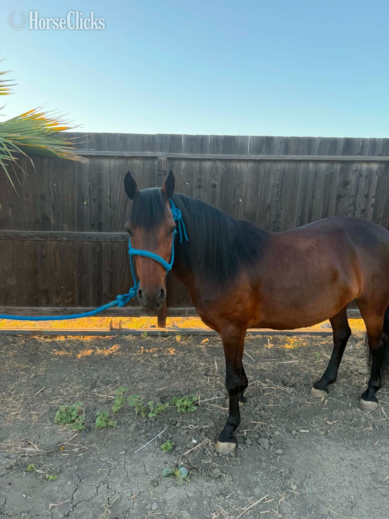 "LUNA" Bay Mare Pony