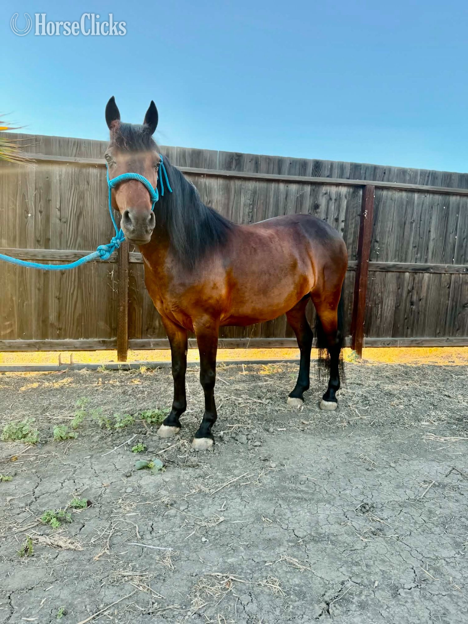 California "LUNA" Bay Mare Pony