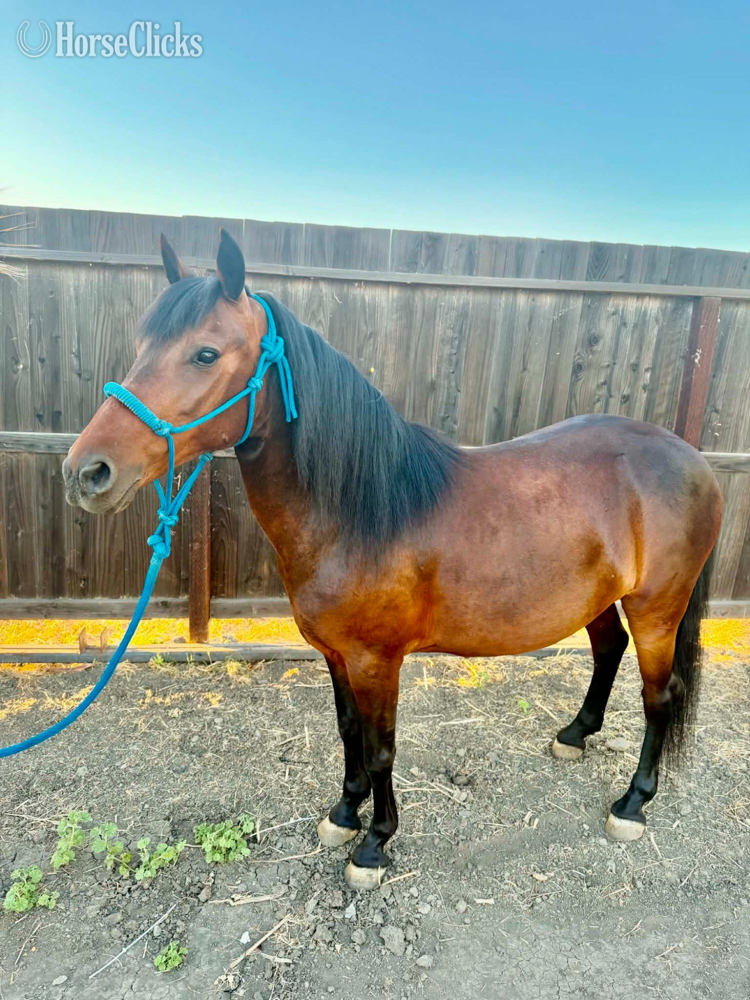 "LUNA" Bay Mare Pony - Pony