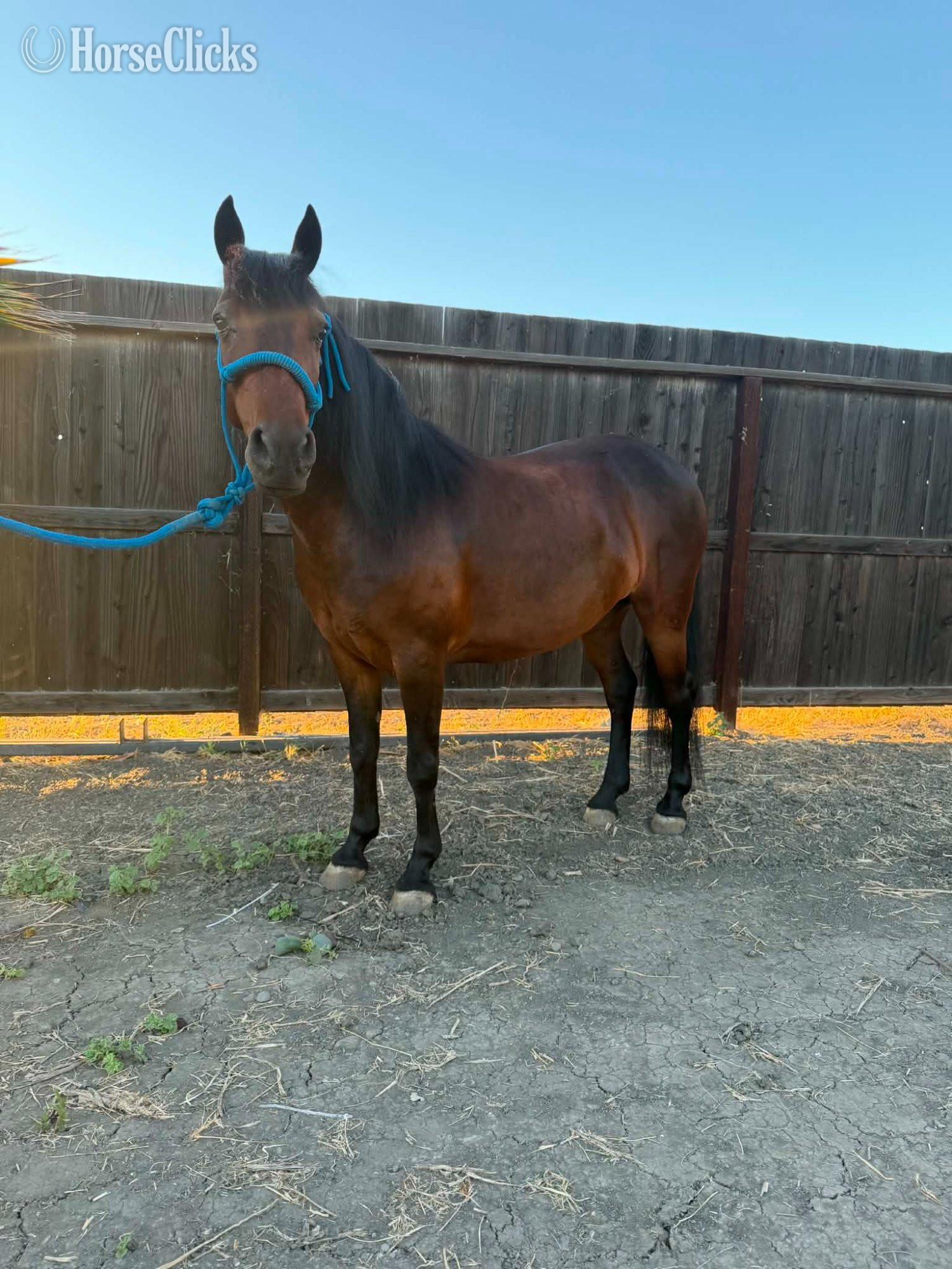 "LUNA" Bay Mare Pony California