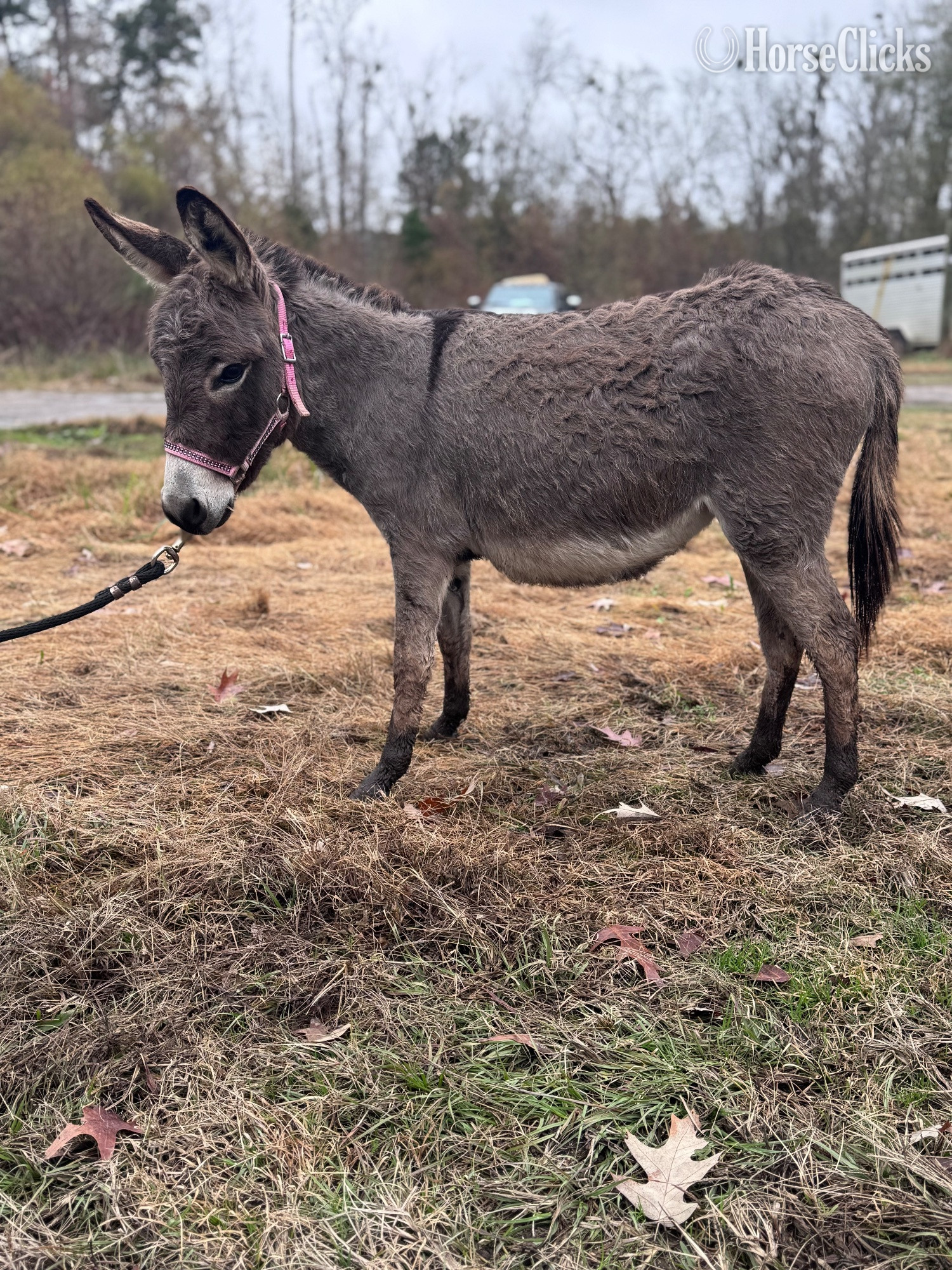 "Donkeys Donkeys Donkeys" Grey Filly Donkey in South Carolina