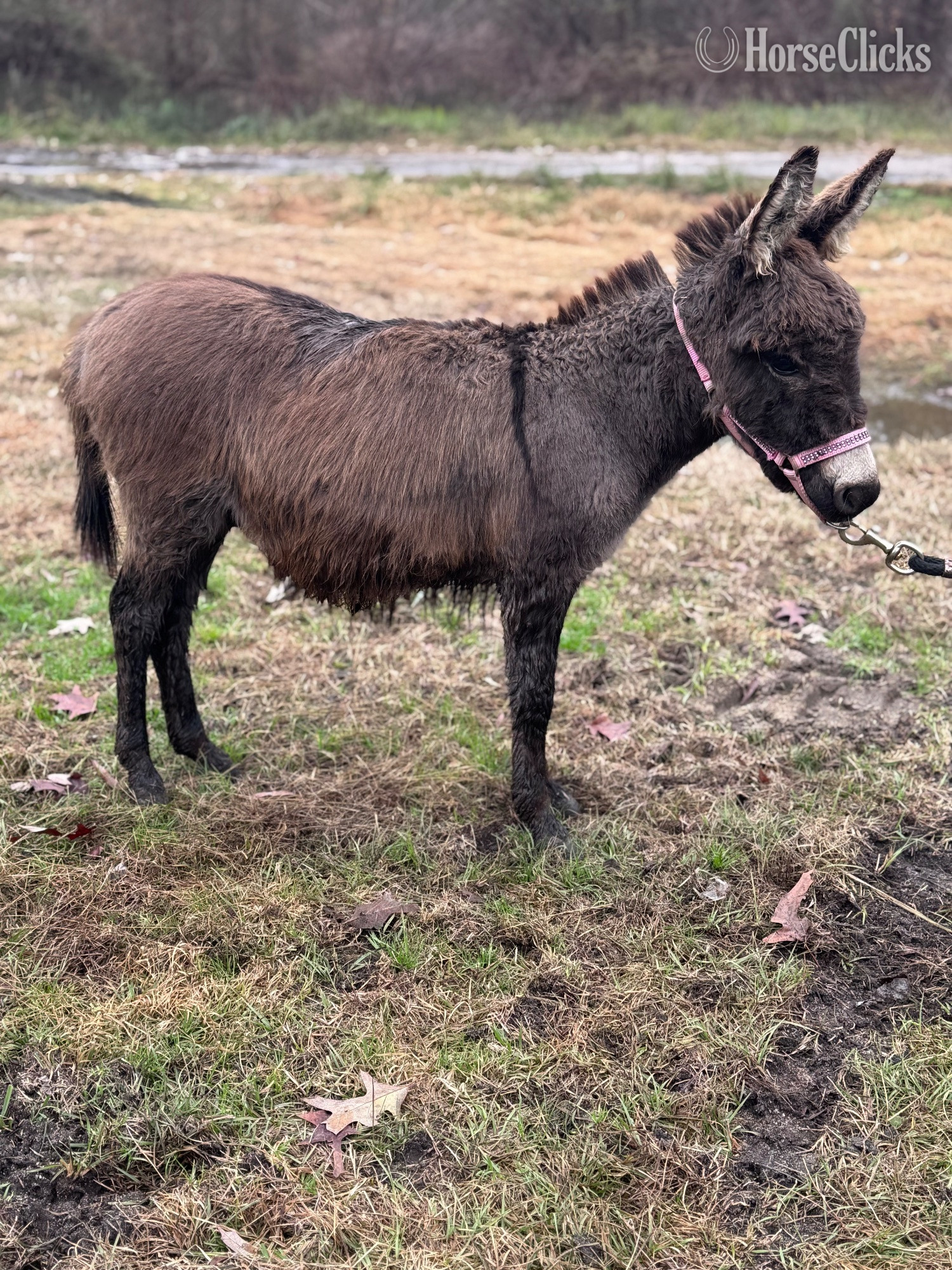 "Donkeys Donkeys Donkeys" Grey Filly Donkey