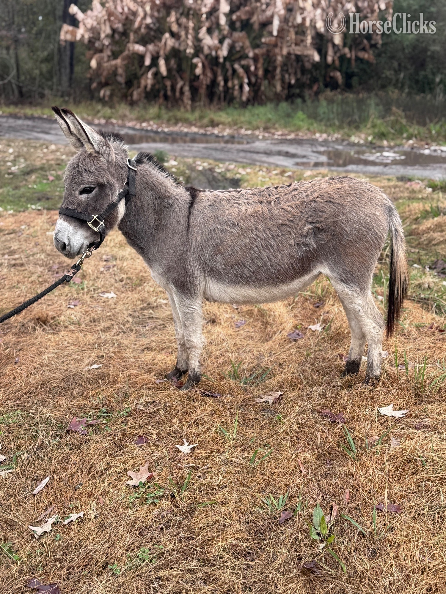 South Carolina "Donkeys Donkeys Donkeys" Grey Filly Donkey
