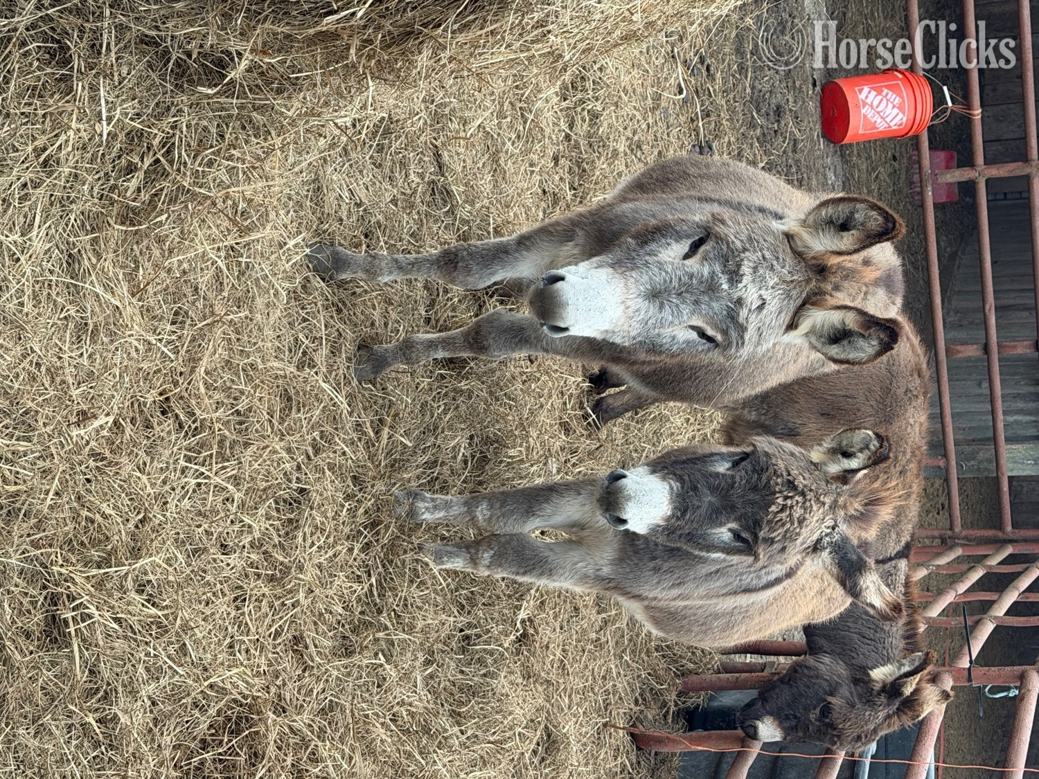 "Donkeys Donkeys Donkeys" Grey Filly Donkey - Donkey in South Carolina