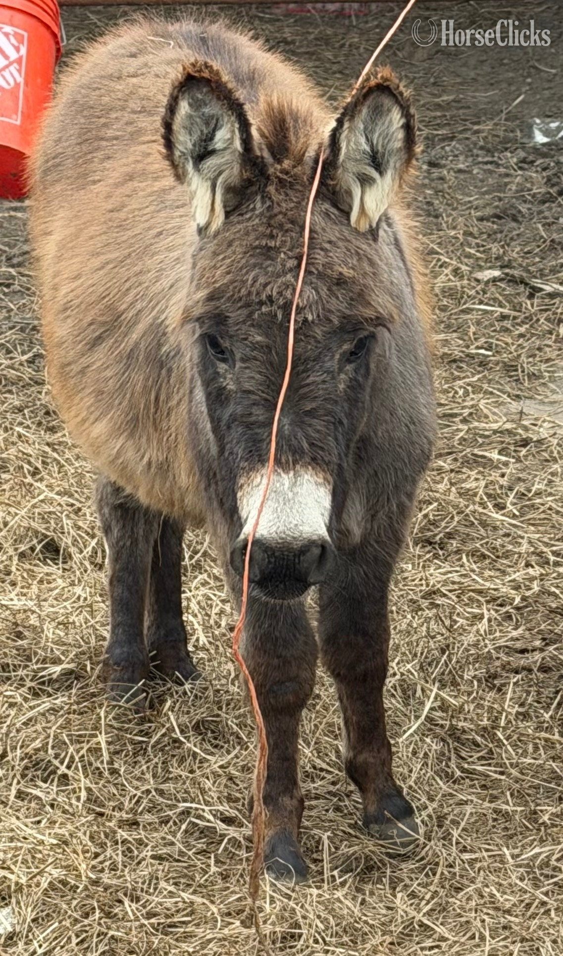 "Donkeys Donkeys Donkeys" Grey Filly Donkey - Donkey