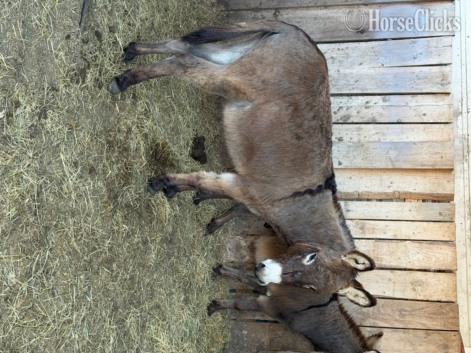 "Donkeys Donkeys Donkeys" Grey Filly Donkey South Carolina