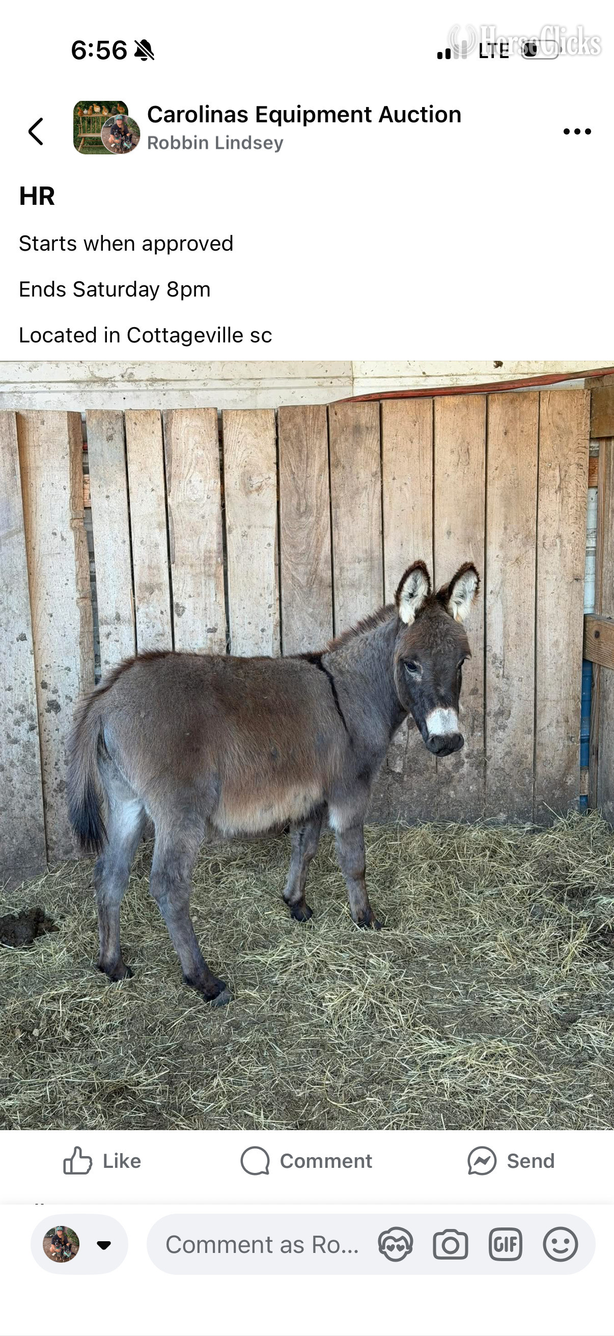 Donkey - "Donkeys Donkeys Donkeys" Grey Filly Donkey in South Carolina