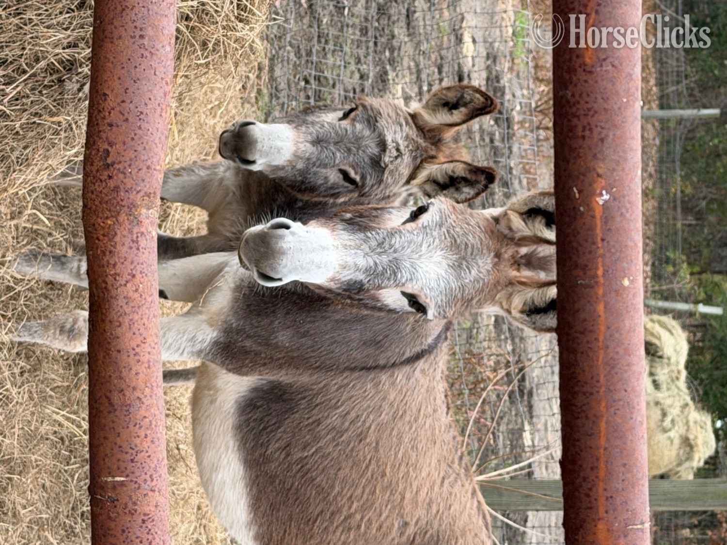 Donkey - "Donkeys Donkeys Donkeys" Grey Filly Donkey