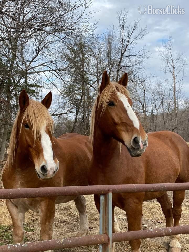 "Rock and Brock" Sorrel Gelding Draft