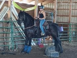"Patriot" Black Gelding Friesian in Minnesota
