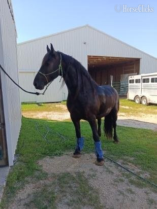 "Patriot" Black Gelding Friesian - Friesian in Minnesota