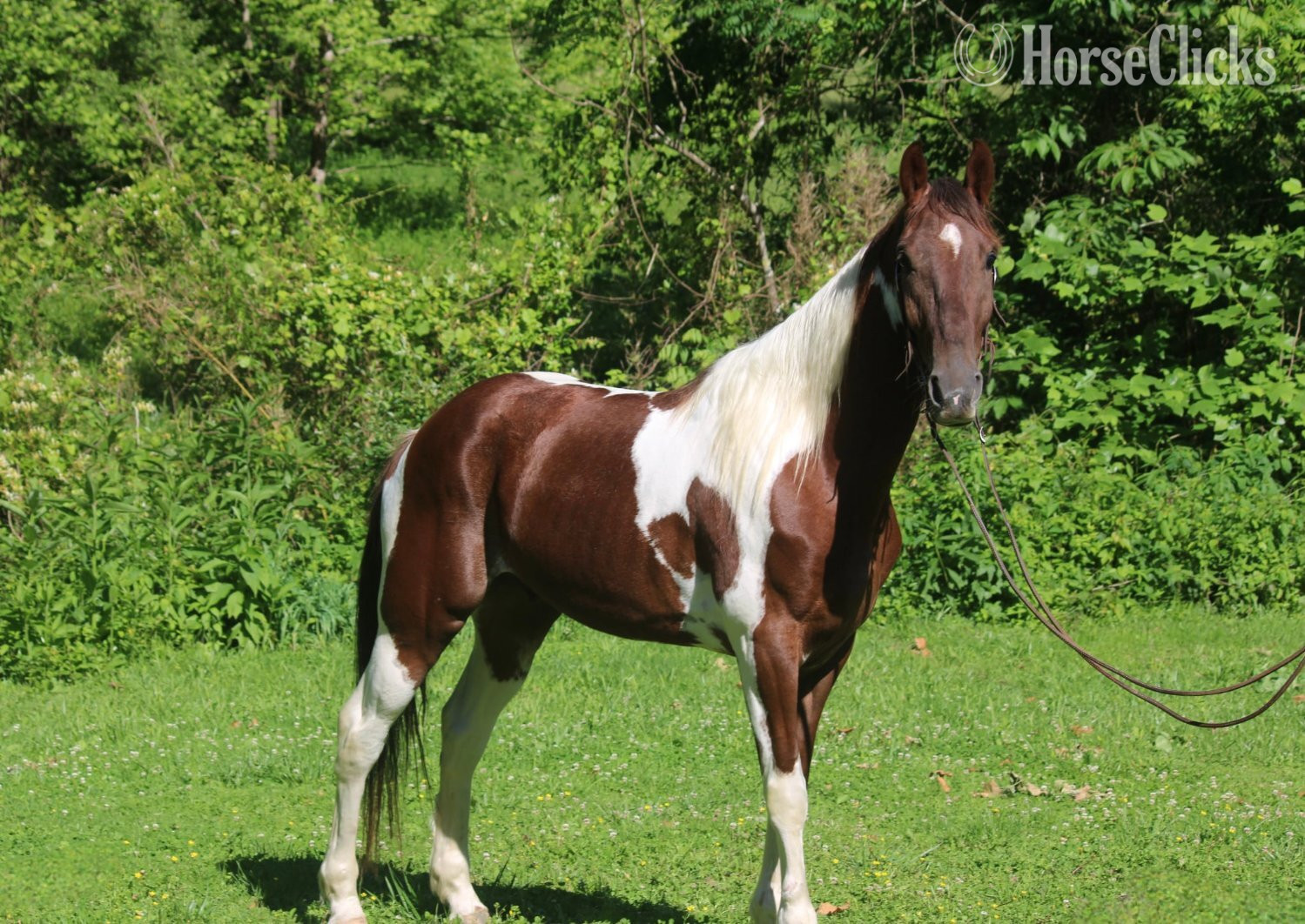 "Outlaw's Big Boss" Skewbald Gelding Tennessee Walker in Oklahoma