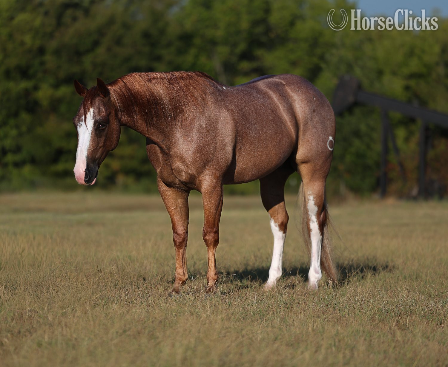 "Cadet " Red Roan Gelding Quarter Horse